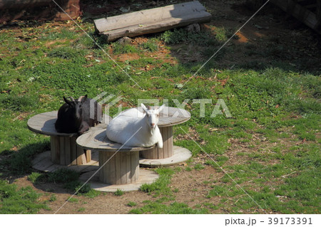 早春に日向ぼっこする山羊 39173391