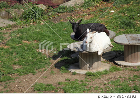 早春に日向ぼっこする山羊 39173392