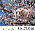 花見・春桜（香川県高松市郷東町・香東川河川敷） 39173540