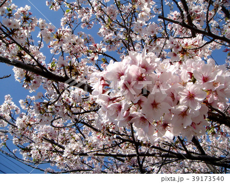 花見 春桜 香川県高松市郷東町 香東川河川敷 の写真素材 花見 春桜 香川県高松市郷東町 香東川河川敷 の写真素材
