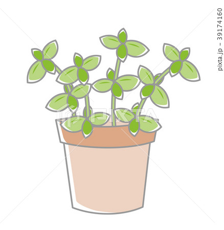 植物 鉢植え 植物 鉢植え 39174160