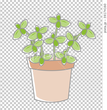 植物 鉢植え 植物 鉢植え 39174160