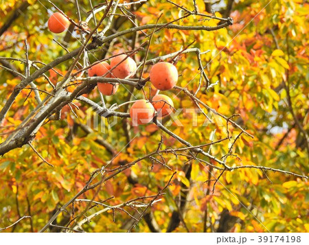秋の実り「柿」 39174198