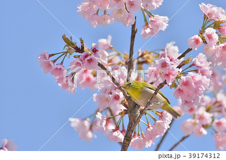 メジロと桜 39174312