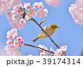 メジロと桜 39174314