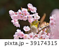 メジロと桜 39174315