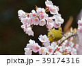 メジロと桜 39174316