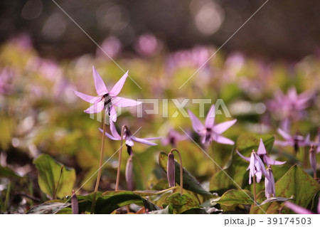 武蔵村山 かたくりの花 武蔵村山 かたくりの花 39174503