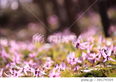 武蔵村山 かたくりの花 39174504
