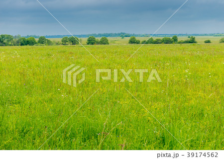 green grass in the spring field 39174562