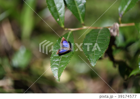 ムラサキシジミ ムラサキシジミ 39174577