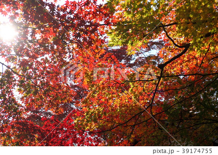 西光寺の紅葉 39174755
