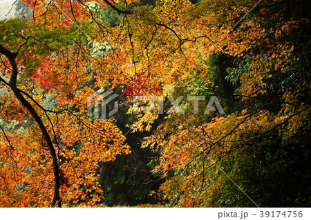 西光寺の紅葉 西光寺の紅葉 39174756