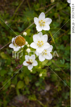 Commonly marsh Grass-of-Parnassus in the 39174814