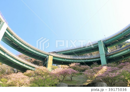 静岡県　伊豆半島　ループ橋と河津桜 39175036