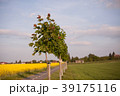 Maple trees. 39175116