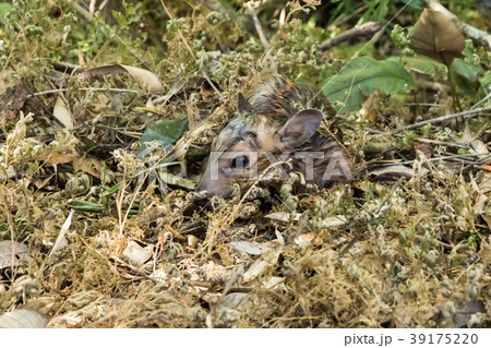 Newborn baby barking deer Newborn baby barking deer 39175220