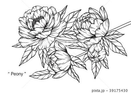 Peony Flower Drawing Illustration のイラスト素材