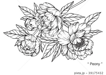Peony flower drawing illustration. Peony flower drawing illustration. 39175432