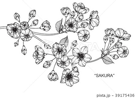 Sakura Flower Drawing Clip Art Library  Tree Pink Png Transparent PNG   1368x855  Free Download on NicePNG
