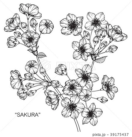 Sakura flower drawing illustration. のイラスト素材 [39175437] - PIXTA