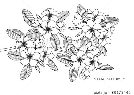 Plumeria Flower Drawing Illustration のイラスト素材