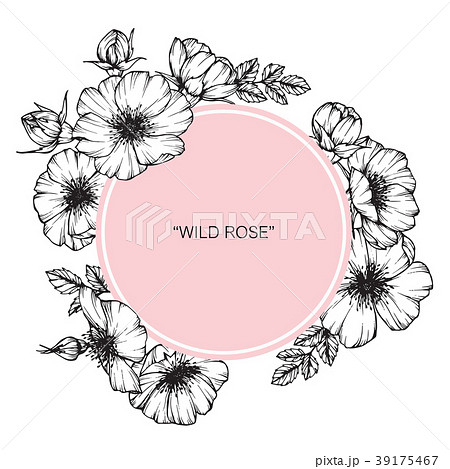 Wild rose flower drawing illustration.  39175467