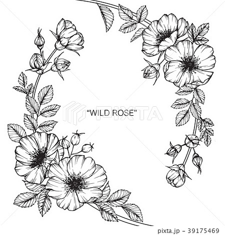Wild Rose Flower Drawing Illustration のイラスト素材