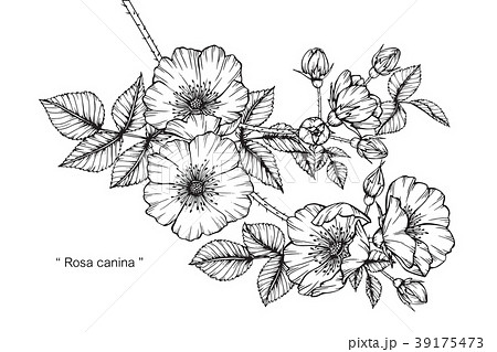 Wild rose flower drawing illustration. Wild rose flower drawing illustration. 39175473