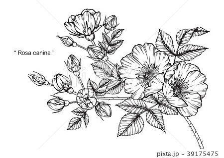 Wild rose flower drawing illustration. Wild rose flower drawing illustration. 39175475