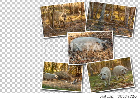 breed of curly pigs  39175720