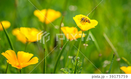 Stunning buttercup yellow flowers of Eschscholzia Stunning buttercup yellow flowers of Eschscholzia 39175759