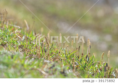 琵琶湖のツクシ 琵琶湖のツクシ 39175892