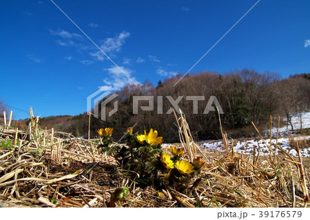 福寿草　満開 39176579