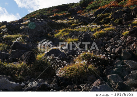 高山に咲く紅葉のチングルマ果穂 39176958