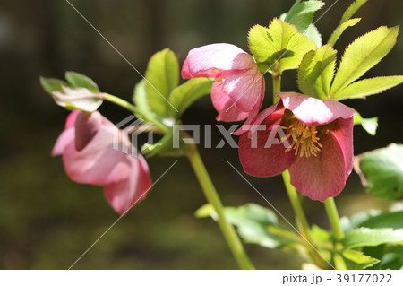 クリスマスローズ クリスマスローズ 39177022