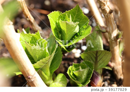 アジサイの新芽の写真素材