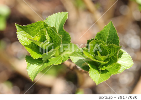 アジサイの新芽の写真素材