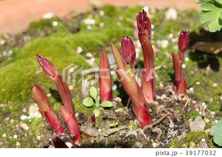 シャクヤクの新芽 39177032