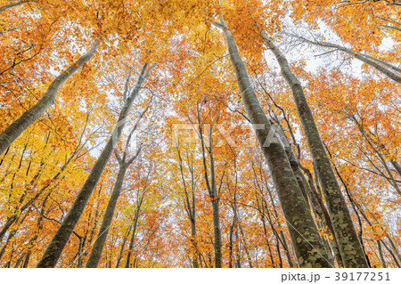 青森_八甲田のブナ林 39177251