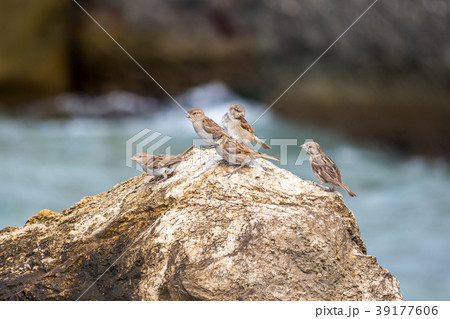 sparrows perched on a rock, against blue sea sparrows perched on a rock, against blue sea 39177606