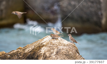 sparrows perched on a rock, against blue sea 39177607