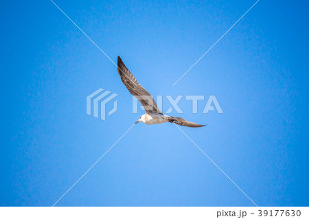 Seagull flying in the clear blue Seagull flying in the clear blue 39177630