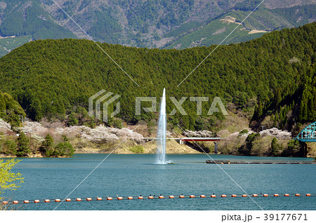 市房ダムの噴水　桜 39177671