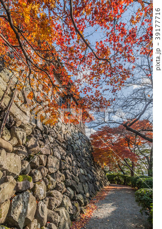 秋の丸岡城の天守の風景 39177716