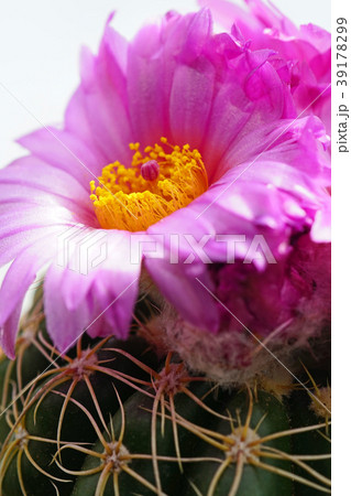 室内の癒し花サボテン 39178299