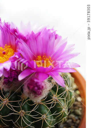 室内の癒し花サボテン 室内の癒し花サボテン 39178303