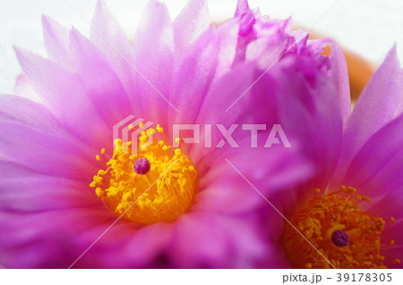 室内の癒し花サボテン 39178305