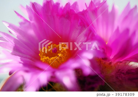 室内の癒し花サボテン 39178309