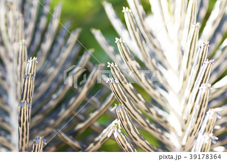 キンチョウ 39178364